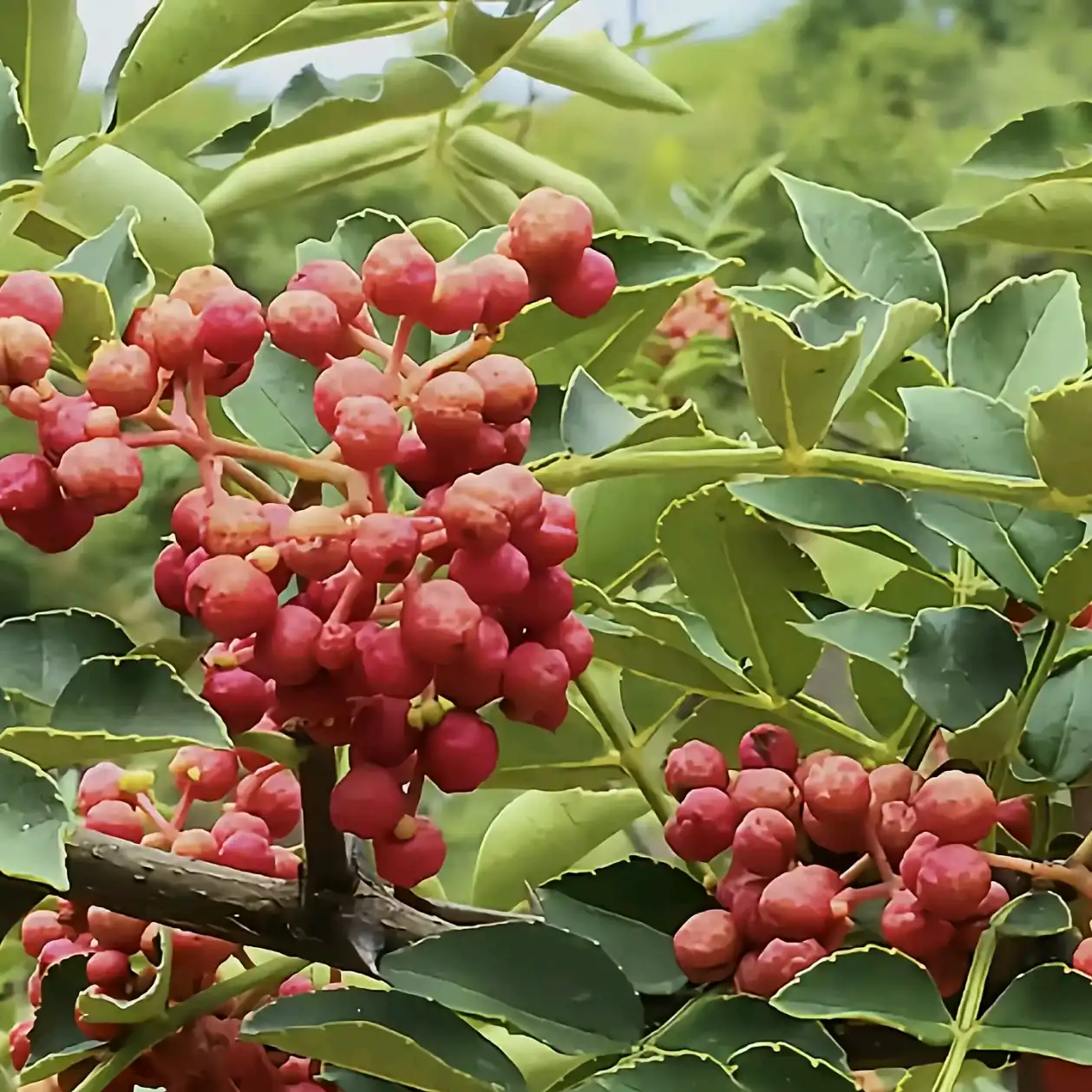 西风网络安全