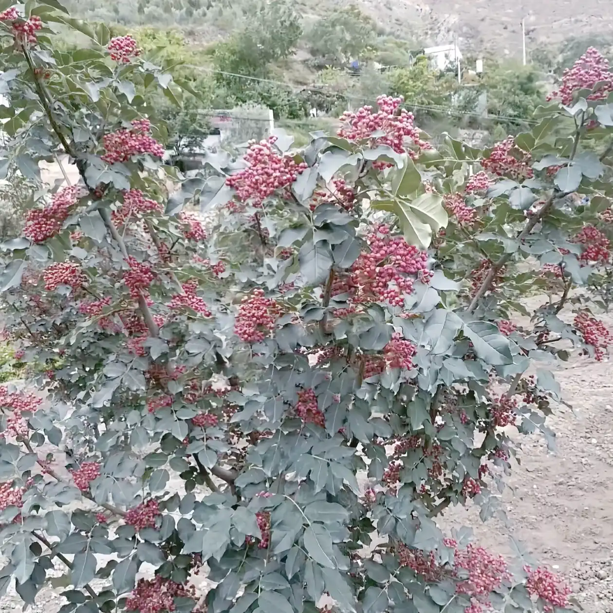 图片[7]-甘肃油伏椒-西风网络安全