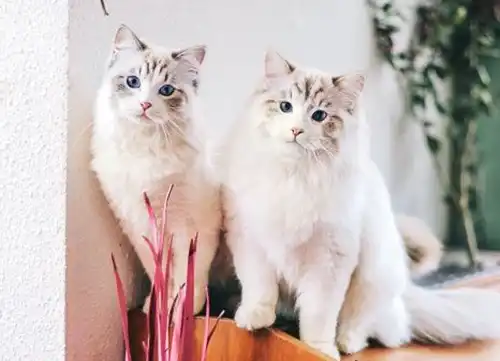 如果解决猫嚎春,母猫嚎春带来不吉利吗-西风网络安全