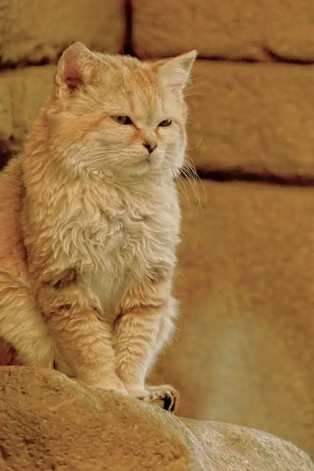 一只被称为“先生”的沙漠猫：独处时玩世不恭，恋爱时却柔情似水-西风网络安全